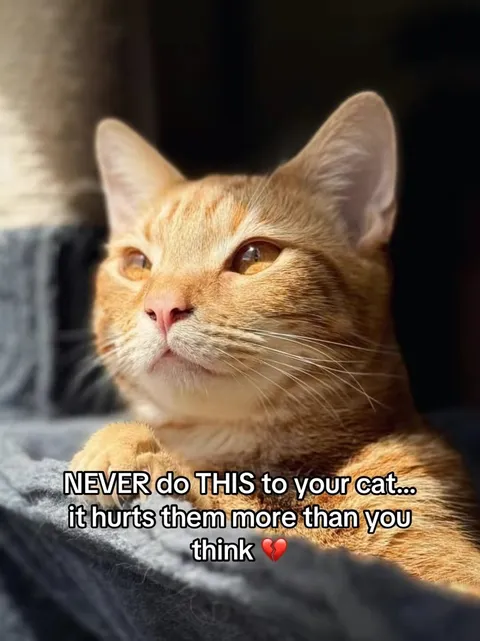 Portada del carrusel de TikTok: Cat safety warning