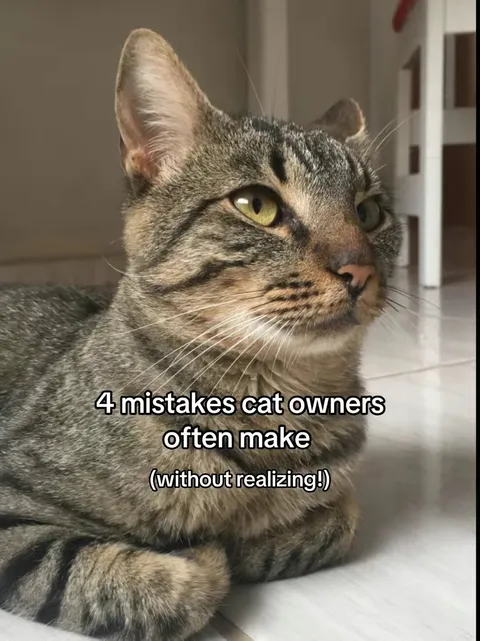 Portada del carrusel de TikTok: 4 mistakes cat owners often make (without realizing!)