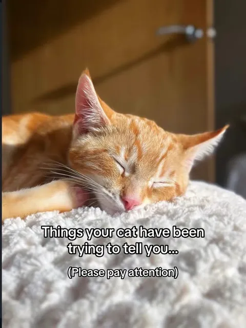Portada del carrusel de TikTok: Things your cat have been trying to tell you...