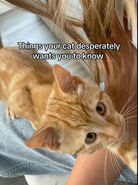 Portada del carrusel de TikTok: Things your cat desperately wants you to know