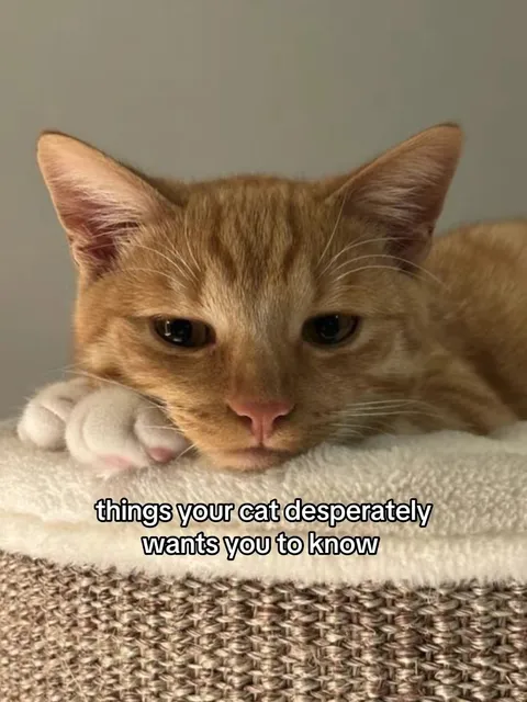 Portada del carrusel de TikTok: Things your cat desperately wants you to know