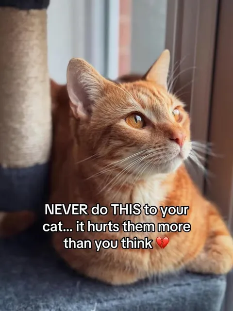 Portada del carrusel de TikTok: Cat Care Warning