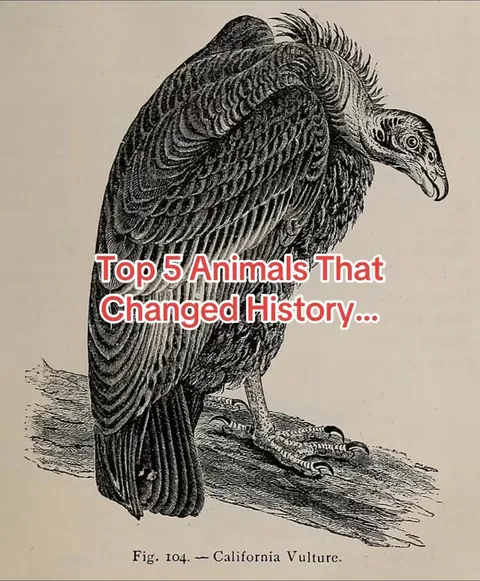 TikTok slideshow cover: Top 5 Animals That Changed History...